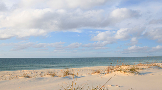 LAMMICO Lagniappe: Calm Amidst Claims